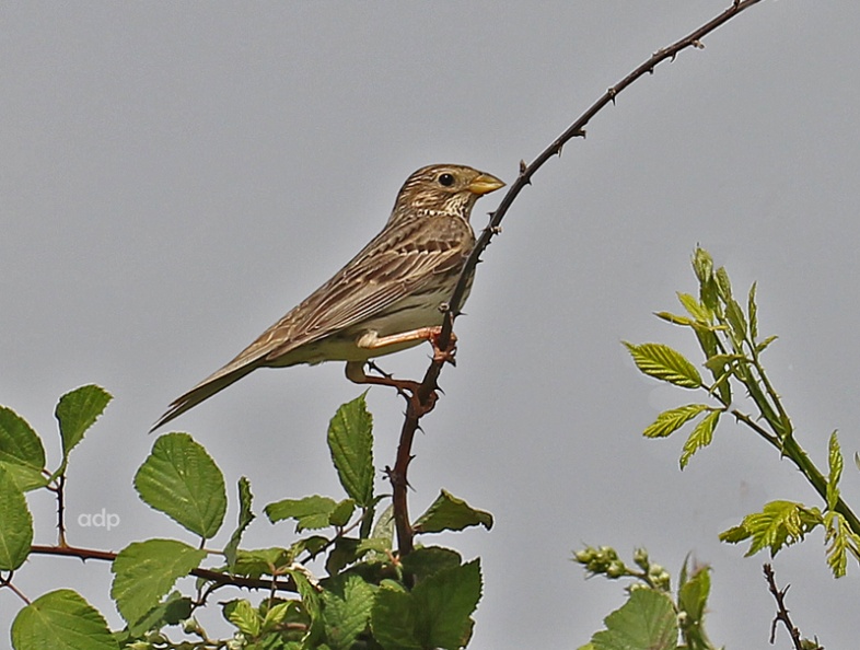 Taken with a 100mm Macro lens! IMG_1517wtqswt 800c Corn Bunting VM.jpg